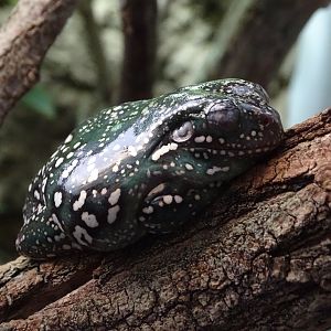 Australian green tree frog