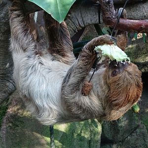 Linnaeus' two-toed sloth
