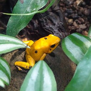 Golden poison frog