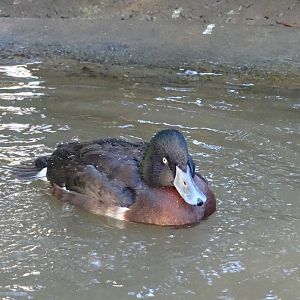 Baer's pochard