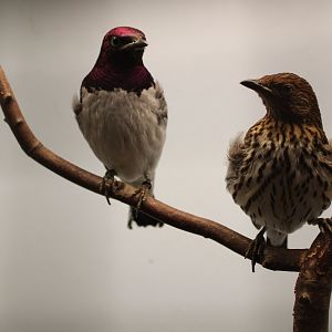 Violet-backed starling - pair