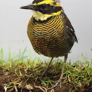 Banda Sea pitta - Pitta vigrosii