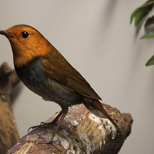 Japanese robin