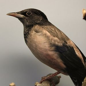 Rosy starling