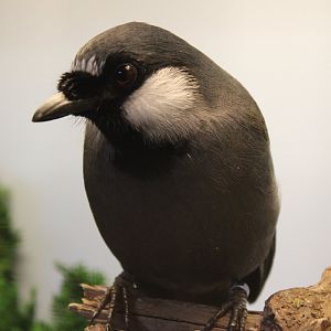 Black-throated laughing thrush