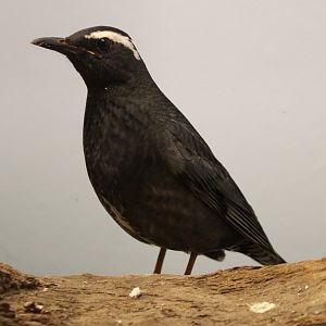 Siberian thrush