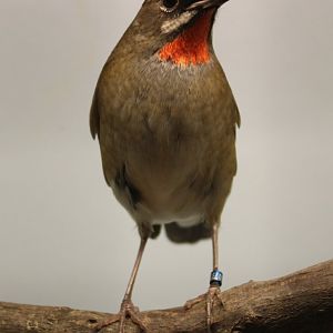 Siberian rubythroat