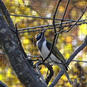 Blue-faced honeyeater