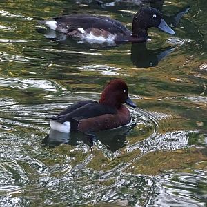Ferruginous duck