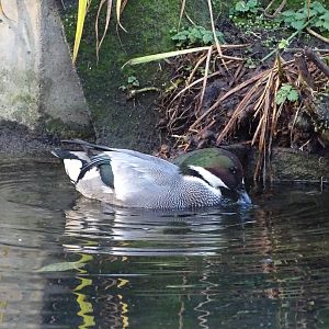 Falcated duck