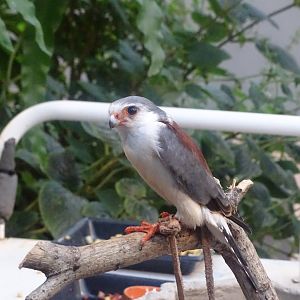 African pygmy-falcon