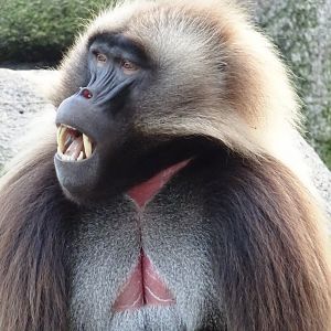 Gelada