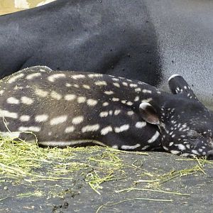 Malayan tapir