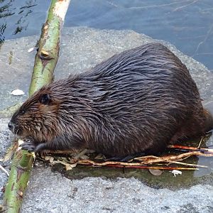 American beaver
