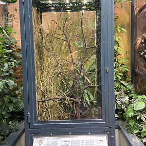 Eurasian harvest mouse exhibit