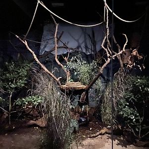 Sugar glider exhibit