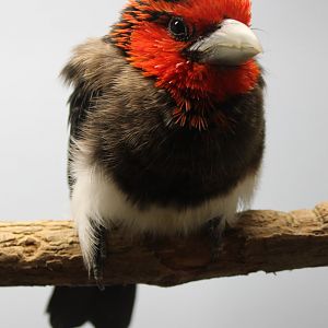 Brown-breasted barbet