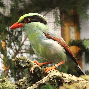 Common green magpie
