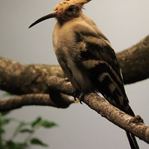 Eurasian hoopoe