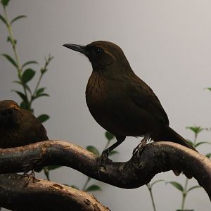 Orange-breasted laughing thrush