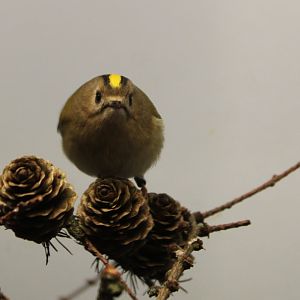 Goldcrest