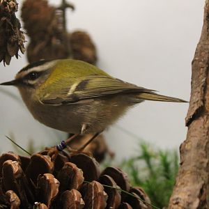 Firecrest