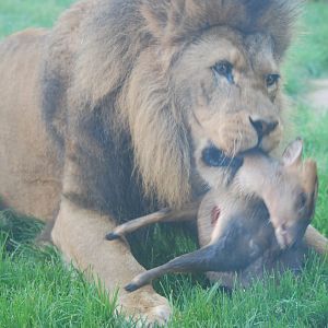 Lion eating muntjac