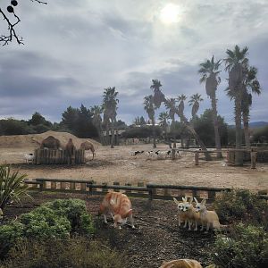 Dromadery & Somali Sheep Exhibit