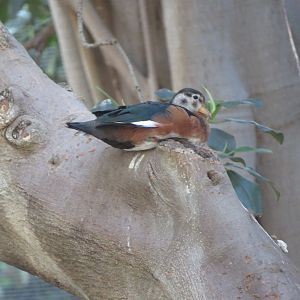 African Pygmy Goose in Tree