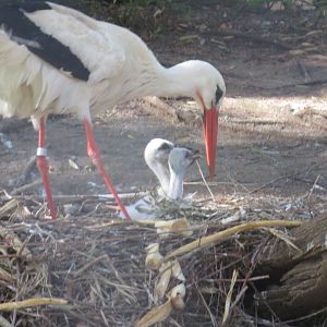 White Stork and Chicks