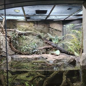 Nile Monitor Terrarium