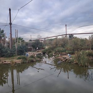 African Aviary (specie list in comment)