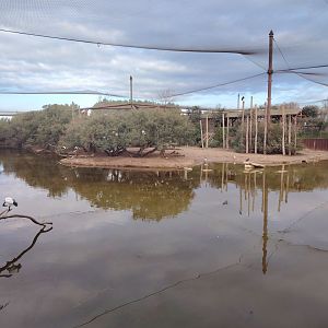 African Aviary (specie list in comment)