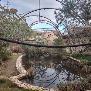 Squirrel Monkey & American Alligator Aviary