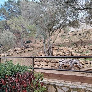Hartmann's Mountain Zebra Exhibit