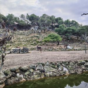 Greater Kudu Exhibit