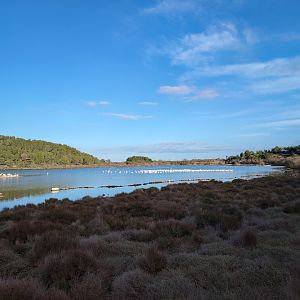 Flamingos & Pelican Lake