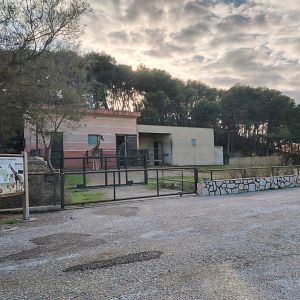 Reticulated Giraffe Exhibit