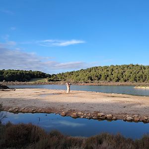 Reticulated Giraffe Exhibit