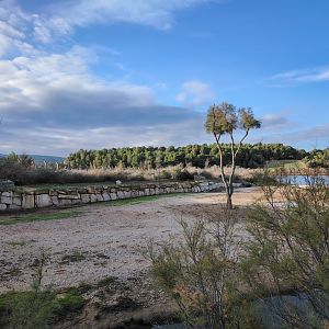 Reticulated Giraffe Exhibit