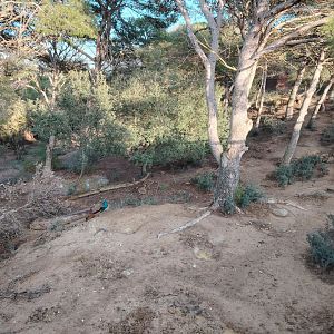 Red River Hog Exhibit