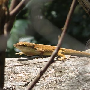 Green Anole (Wild)