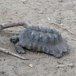 Marginated Tortoise