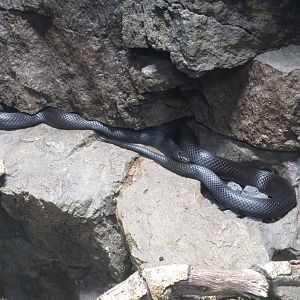 Mexican Black Kingsnake