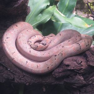 Fiji Boa