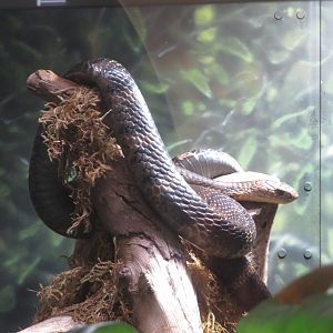 King Cobra (type?)