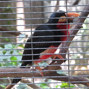 Bearded Barbet