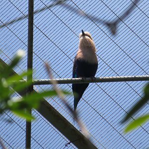 Blue-bellied Roller
