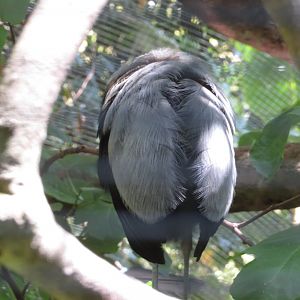 Gray-winged Trumpeter