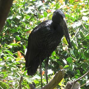 African Openbill Stork